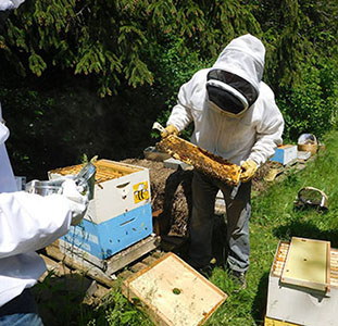 Beekeeping Classes