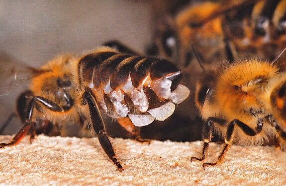 How Honey Bees Produce Beeswax - Meadowlily Farm Canada Natural