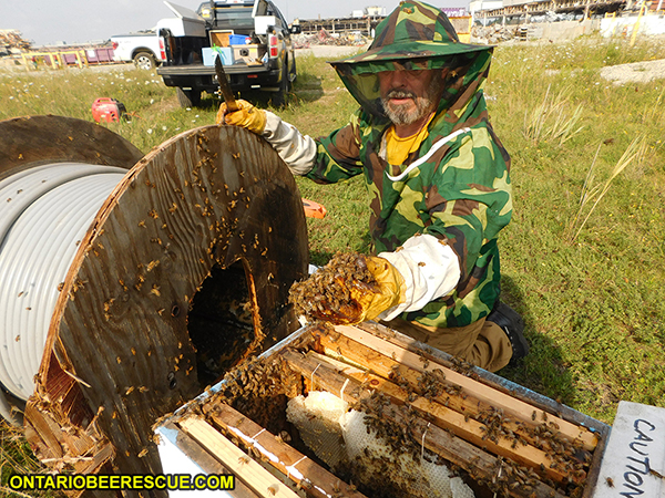 Bee Rescue