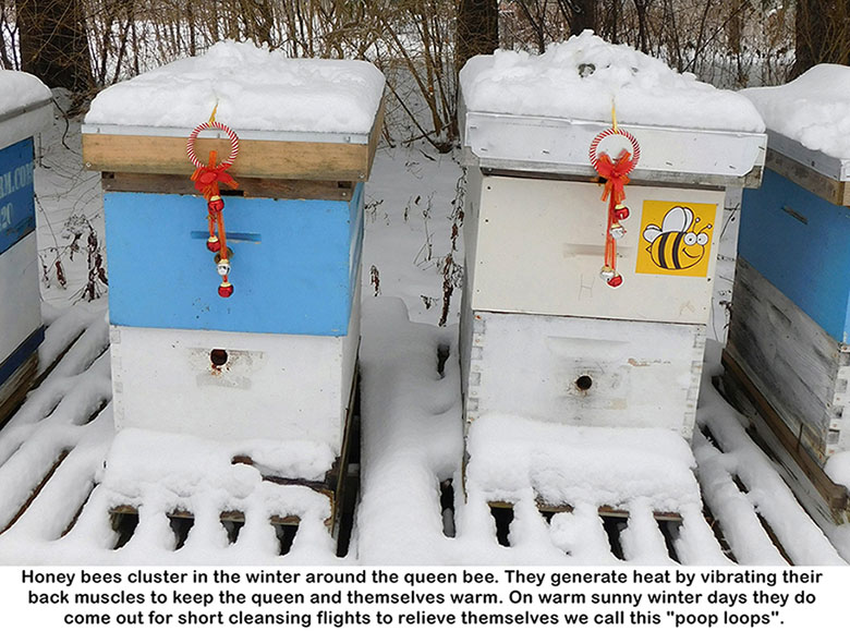 Honey Bees in Winter